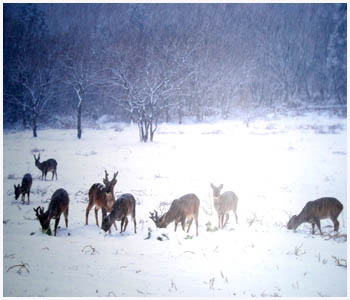 漢拏山雪中の鹿