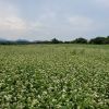 済州島の6月のそば畑