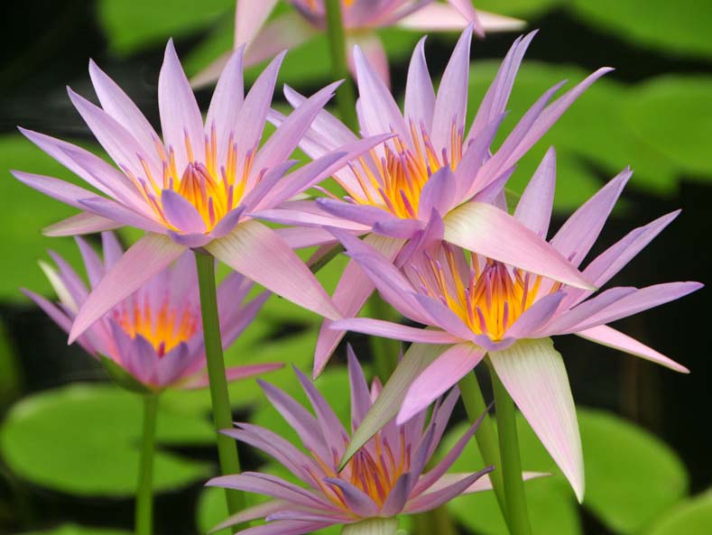 済州島翰林公園 蓮の花まつり