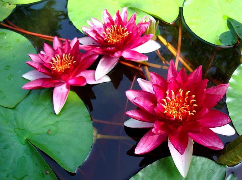 済州島翰林公園 蓮の花