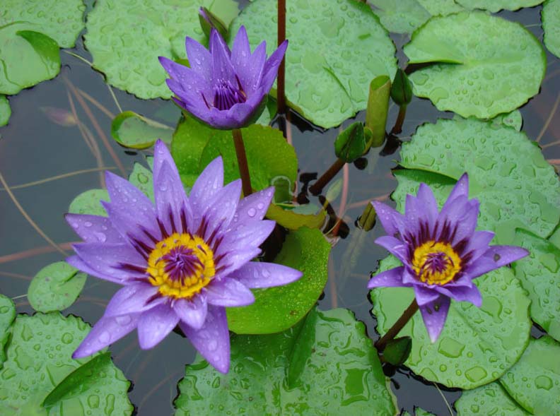 済州島翰林公園 蓮の花まつり