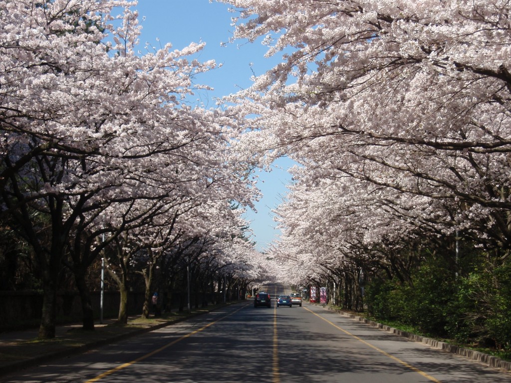 済州の桜祭りの消息