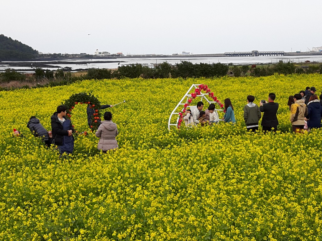 済州島観光タクシーと菜の花畑での思い出