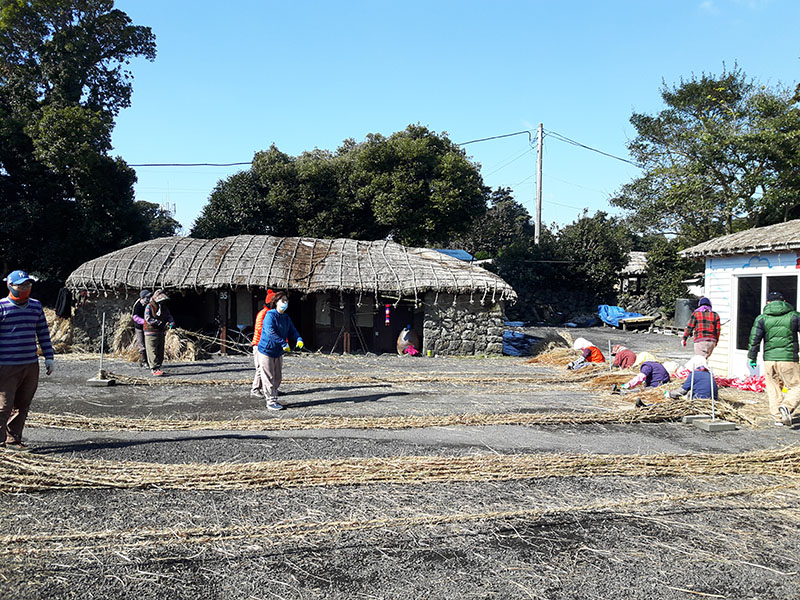 済州島観光地民俗村の草屋根新たに作る作業。