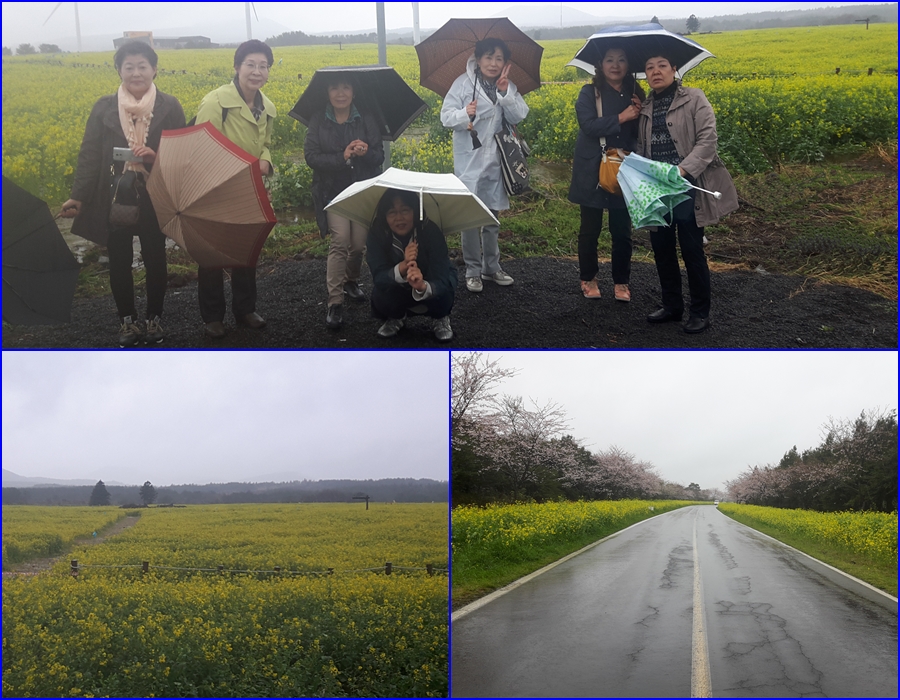 済州島観光、 雨降る日に菜の花畑