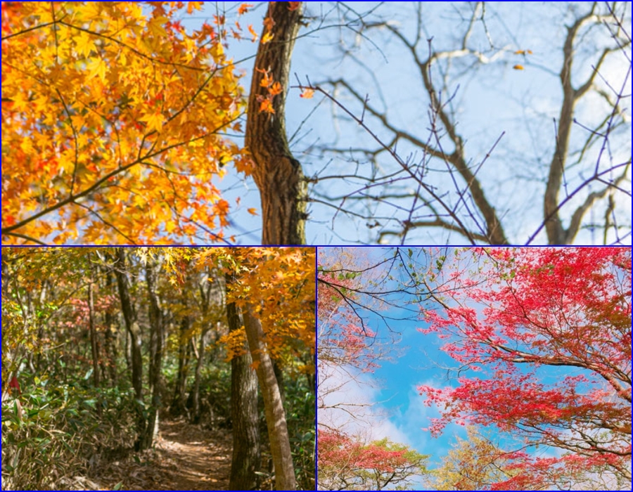 済州島サリョニ森の道の紅葉。