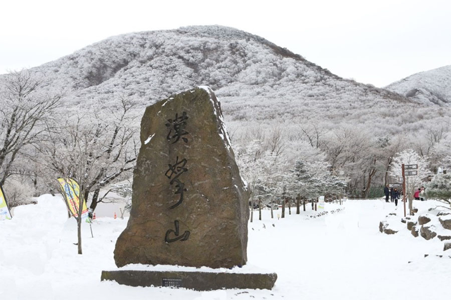 冬の花済州島漢拏山オリモックコースの山行。