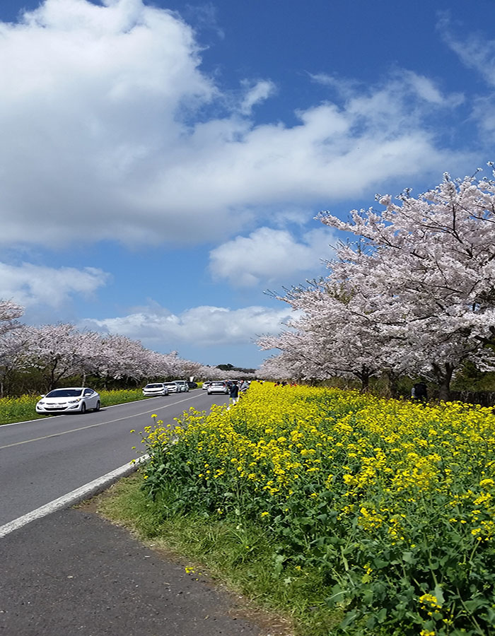 済州島で観光花見