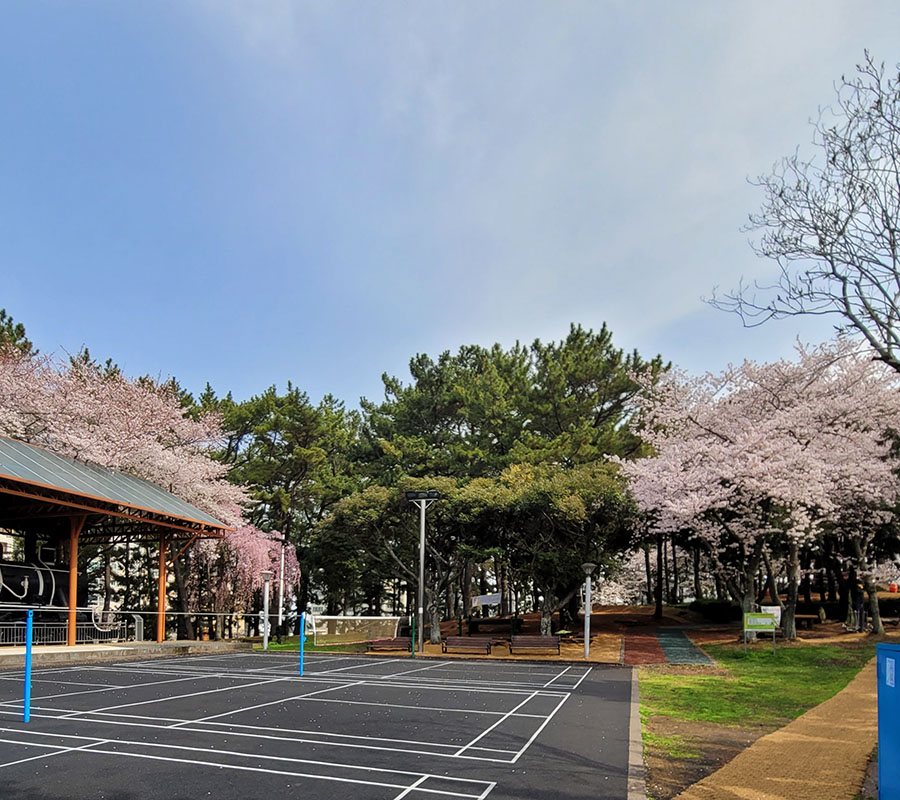 済州島の三無公園に桜が満開
