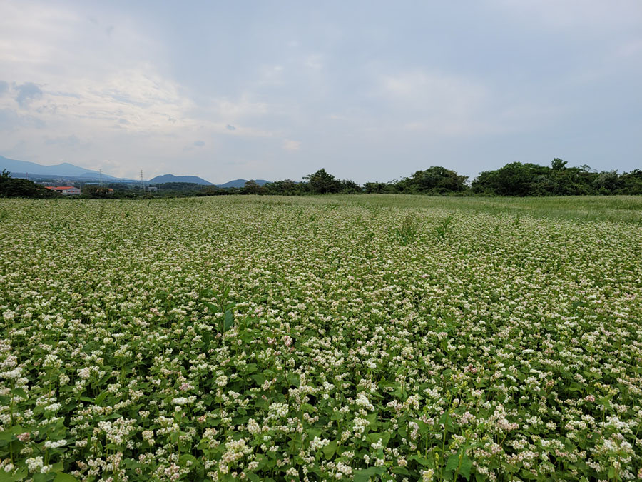 済州島の6月のそば畑